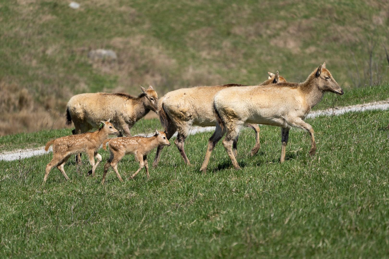 The Wilds Celebrates Births Representing Two Rare Species